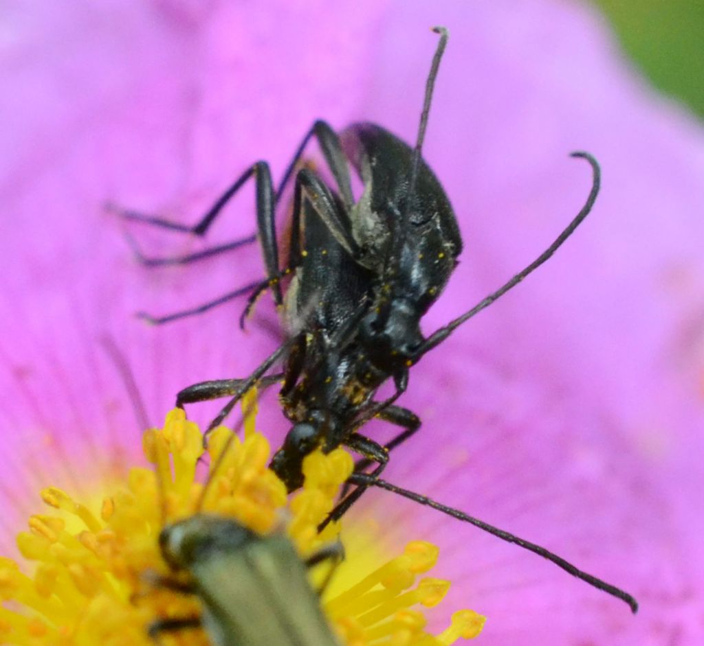 Cerambicidi?  S, Stenurella nigra